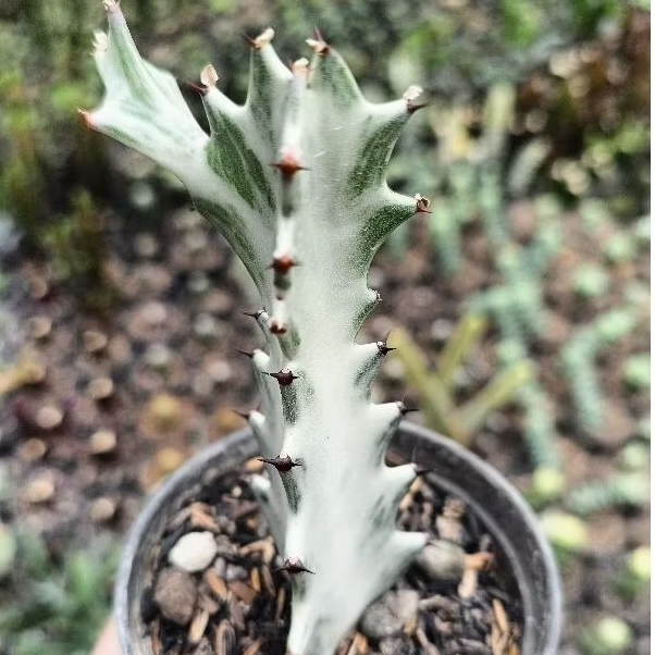 Kaktus Euphorbia Lactea White Ghost