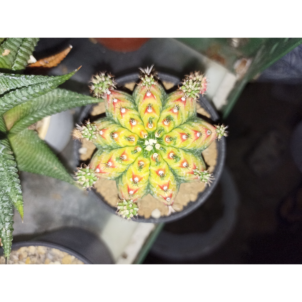Kaktus Gymnocalycium Mihanovichii Multicolor New Clone