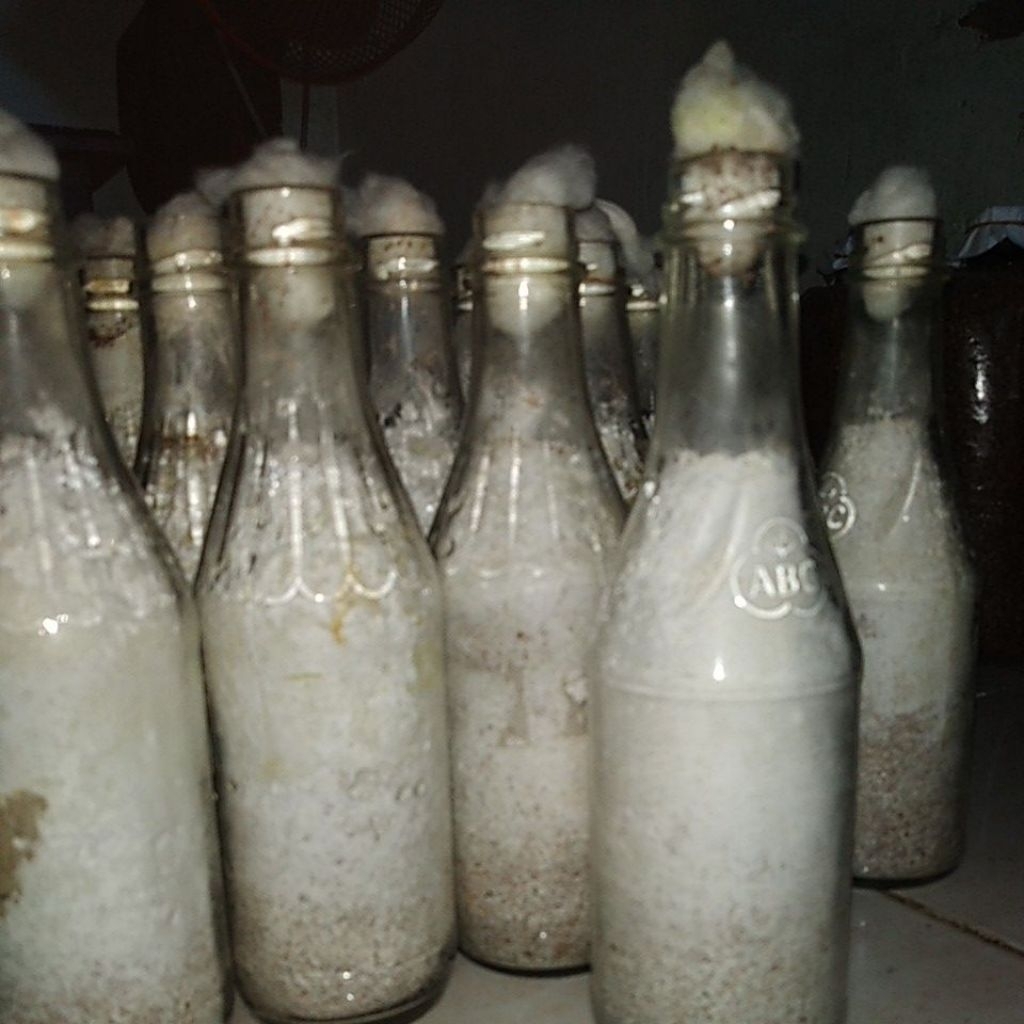 

bibit jamur tiram F2