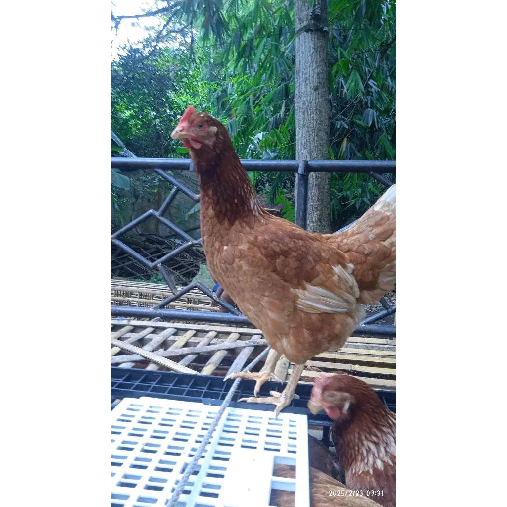 ayam petelur full paksin usia 18-19minggu siap untuk produksi