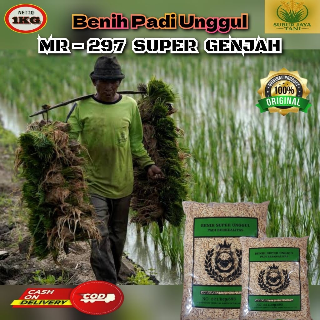 (1KG) Benih Padi MR - 297 SUPER GENJAH bibit unggul gabah super kulitas premium