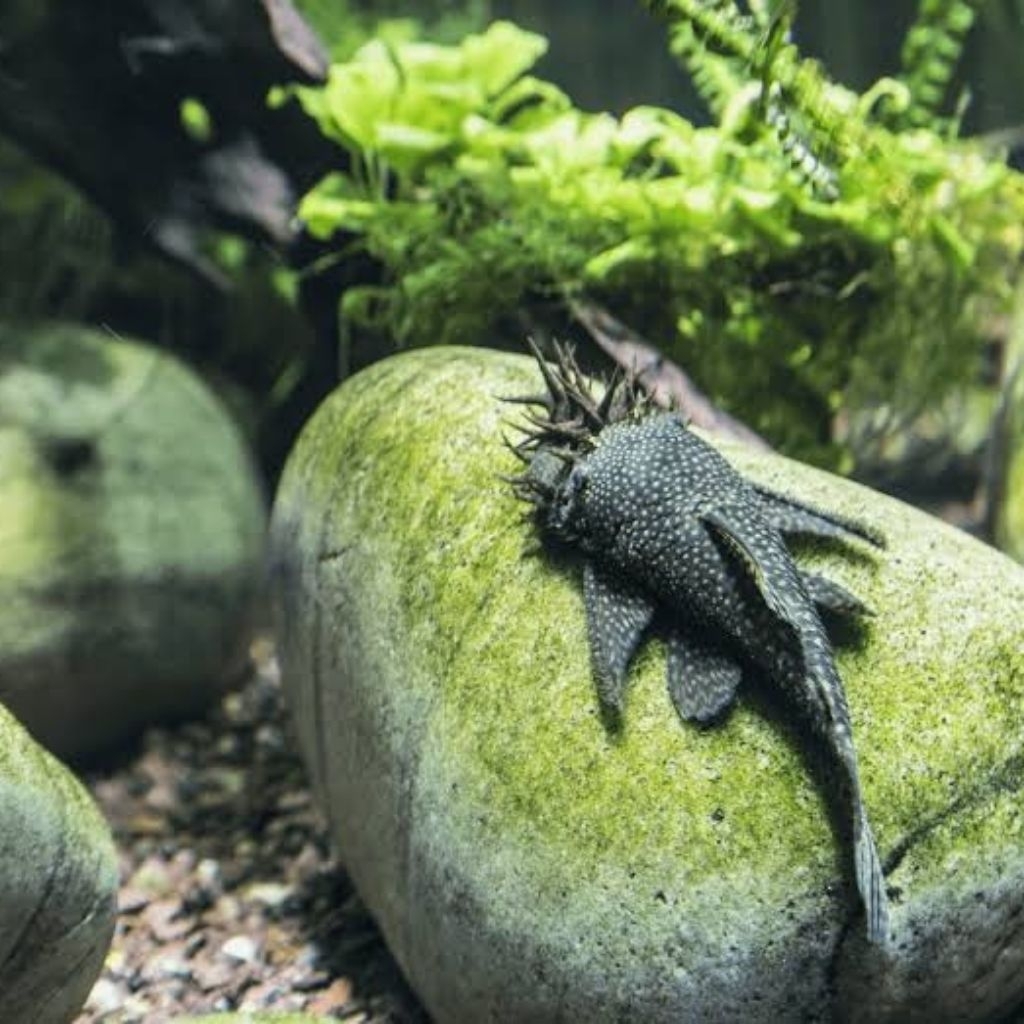 brushmout pleco L144 black ikan hias aquascape