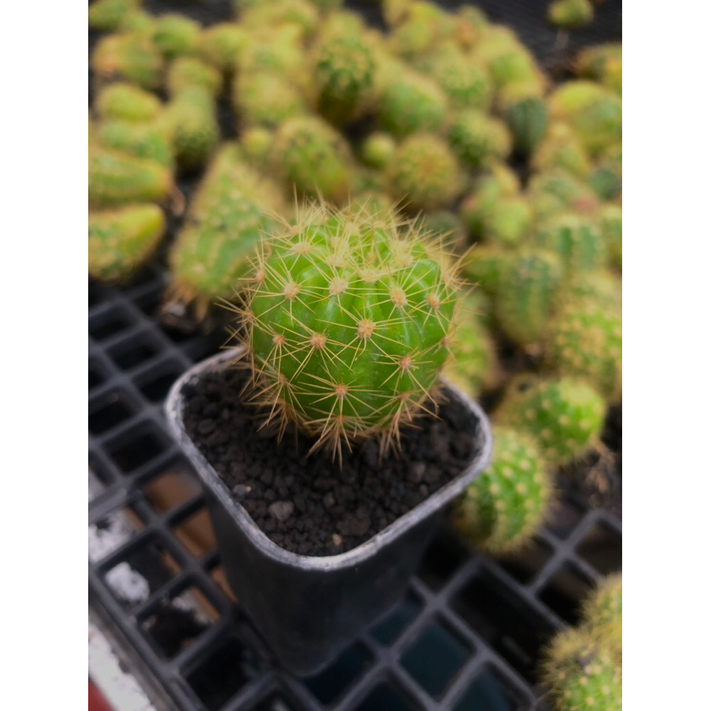 Kaktus anakan mini kaktus pemula