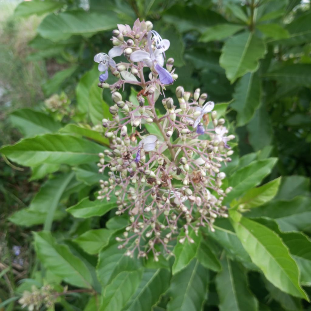 

HERBAL SRIGUNGGU 10g-25g daun SRIGUGGU kering