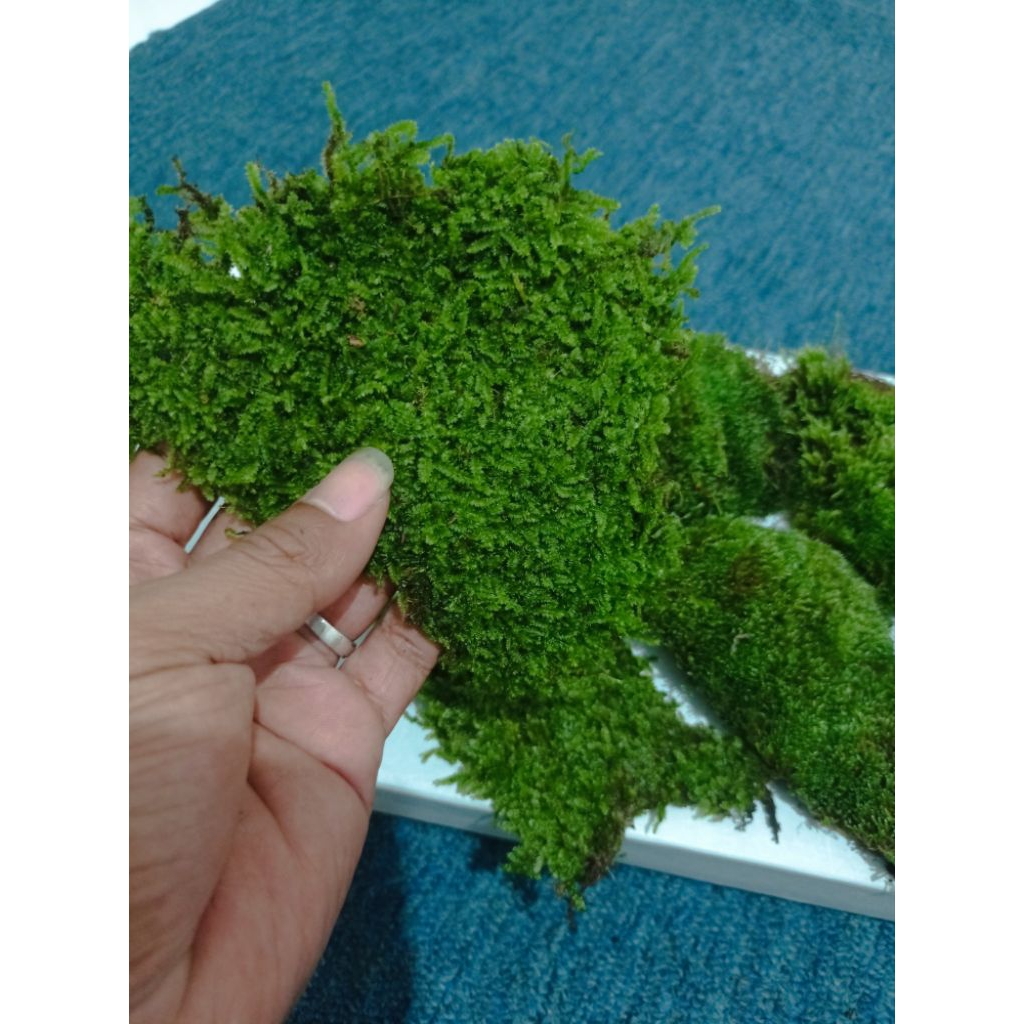 mos tanaman aquascape paludarium