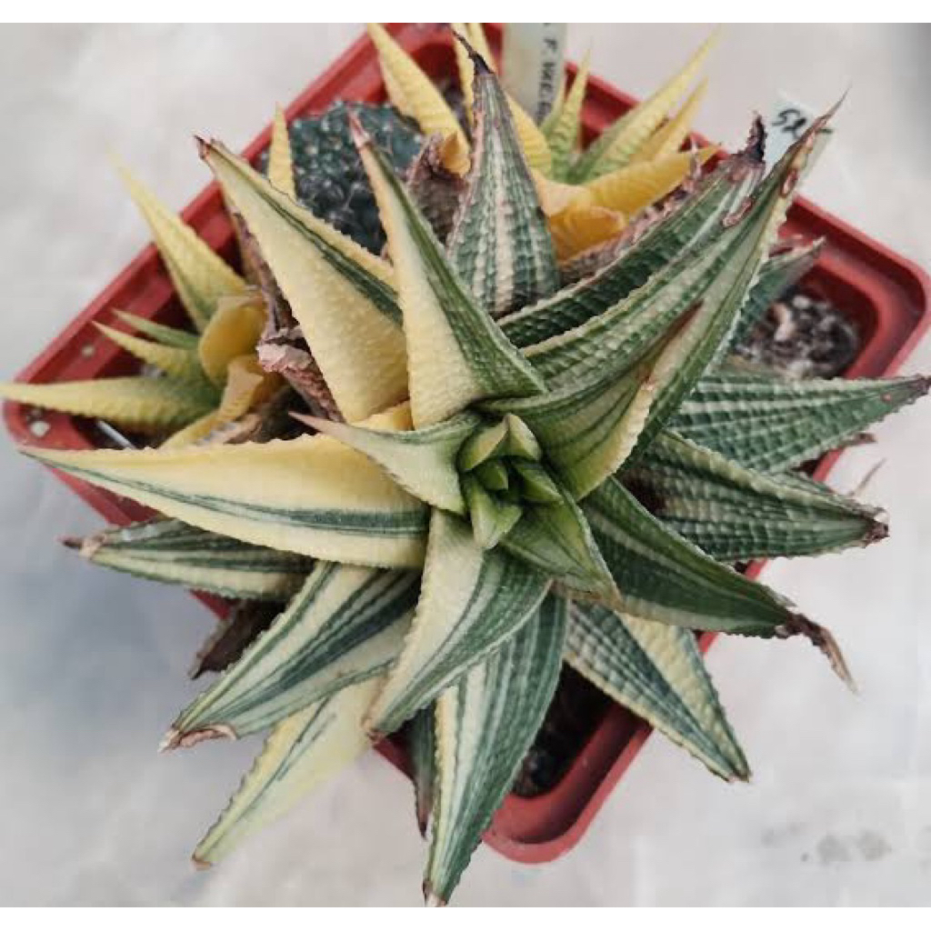 Haworthia Hybrid