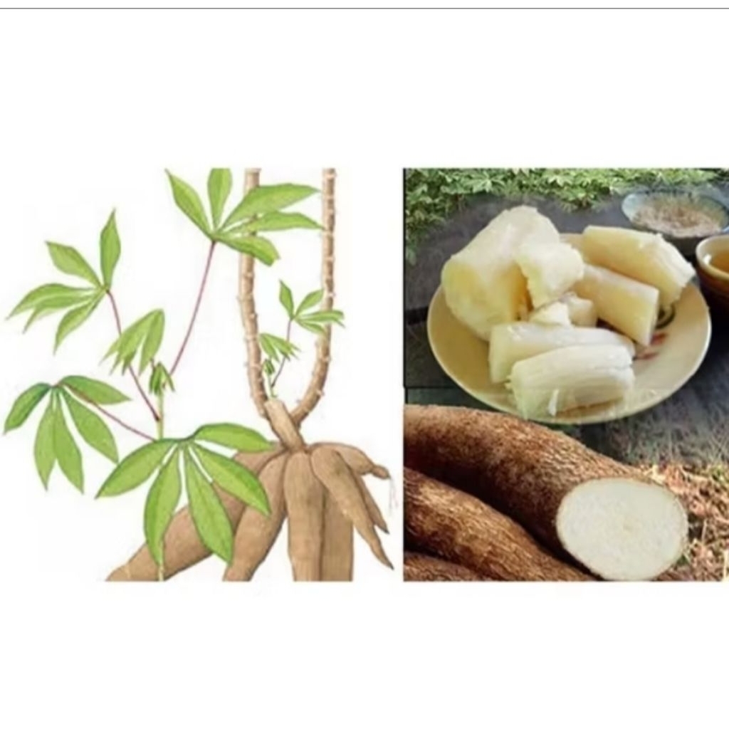 

1kg singkong merah pulen empuk fress