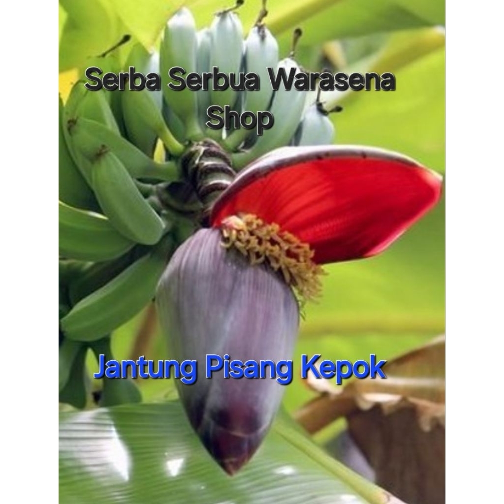 

Jantung pisang kepok Harga per 1 Buah 100% keaslianya kepok