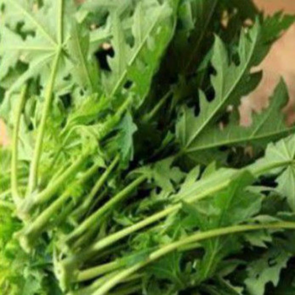 

DAUN PEPAYA 1 PERIKAT