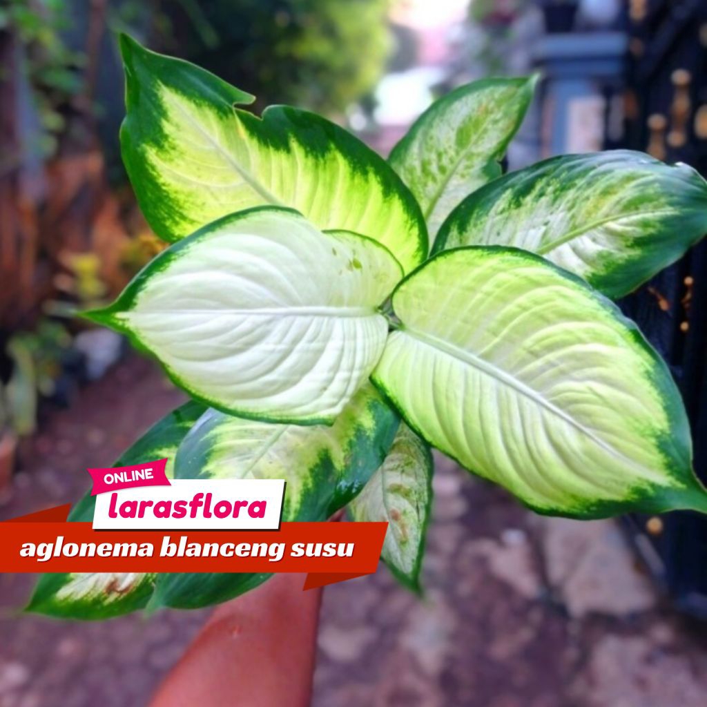 Tanaman Hias Aglonema Blanceng Susu Bunga Hias Aglonema Blanceng Akustik / Bunga hias Aglonema blanc