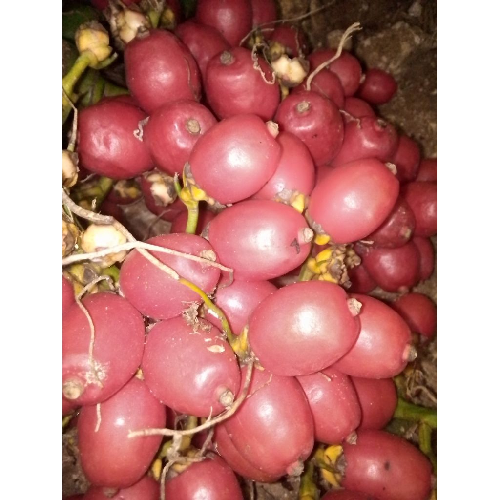 

Buah pinang rende ataw jame merah segar