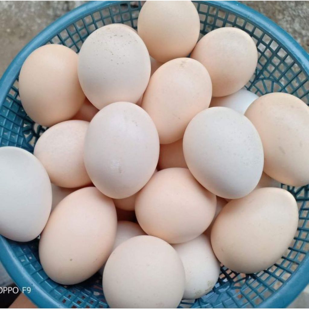 

telur ayam kampung asli 10 butir