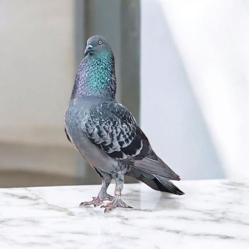 Burung Dara Jantan-Betina atau Sepasang