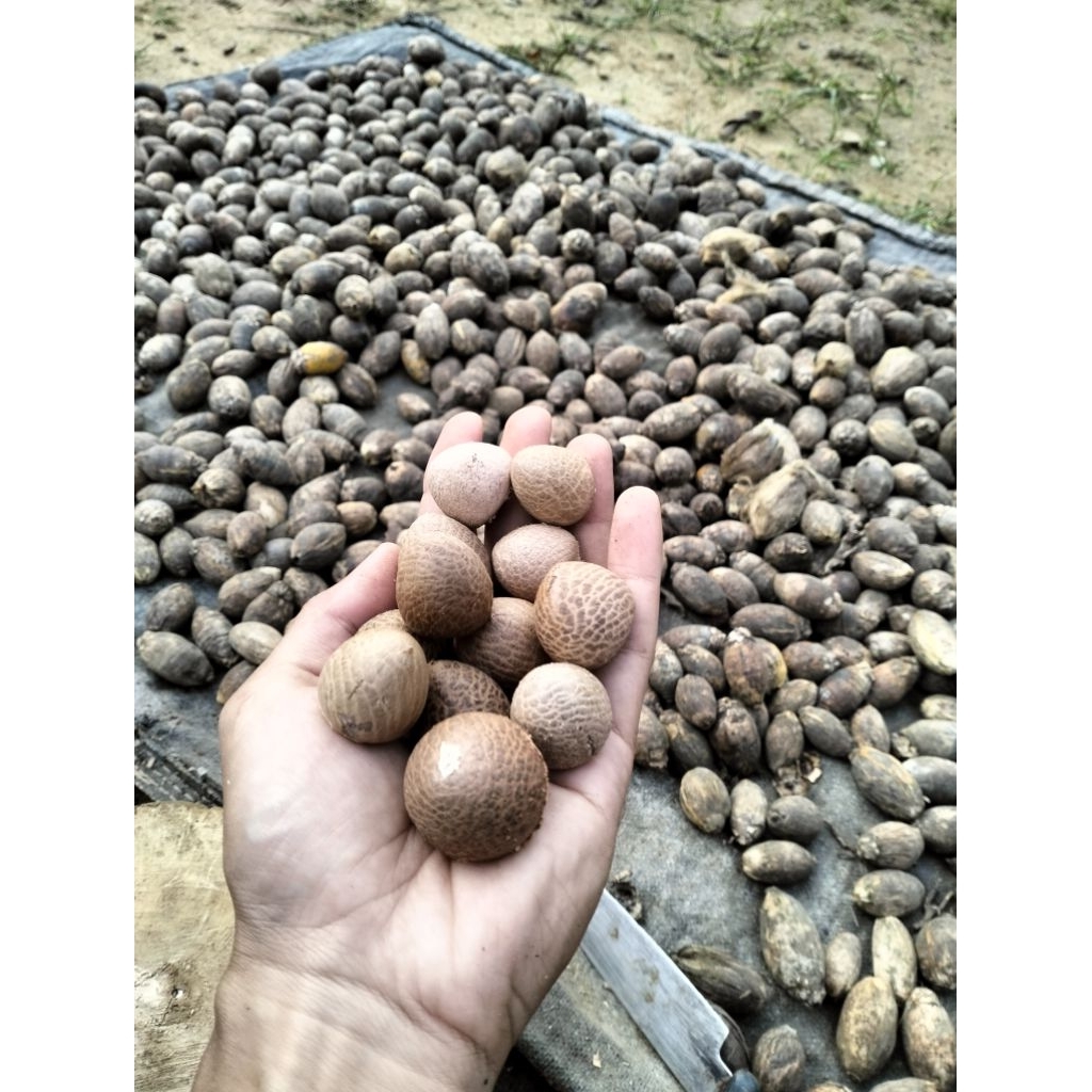 

PINANG TUA SUPER, BULAT, KLOTOK