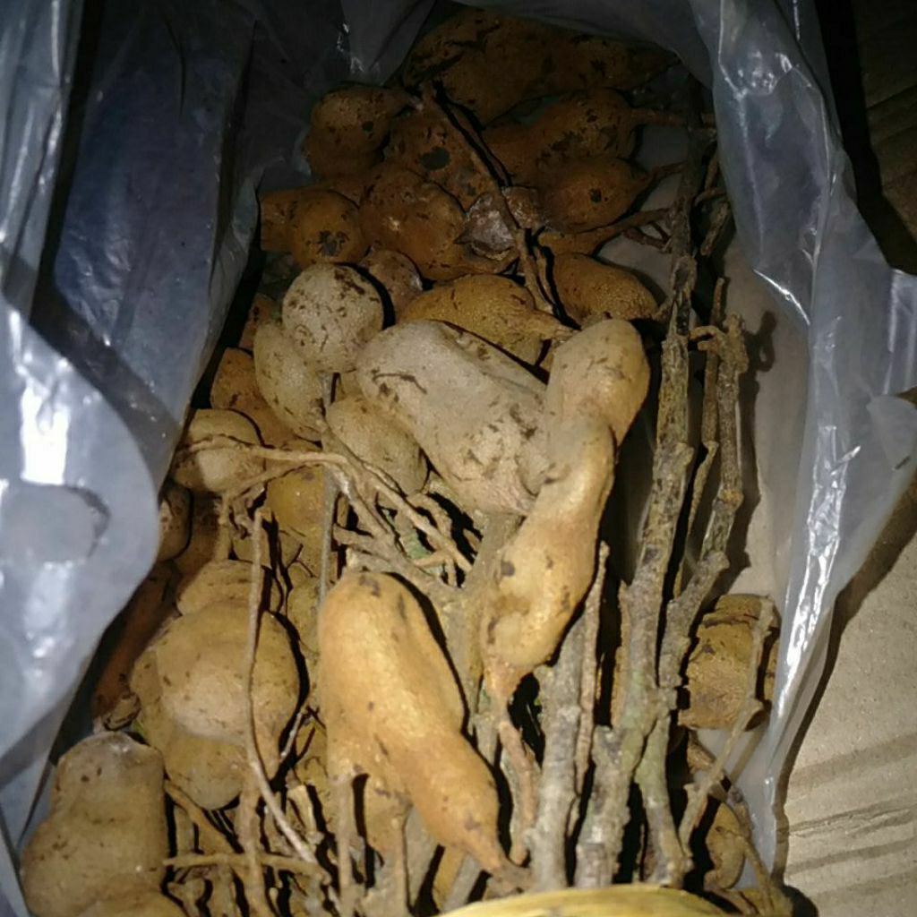 

Buah Cempaluk / Cempaluh / Cempalung Asam Jawa