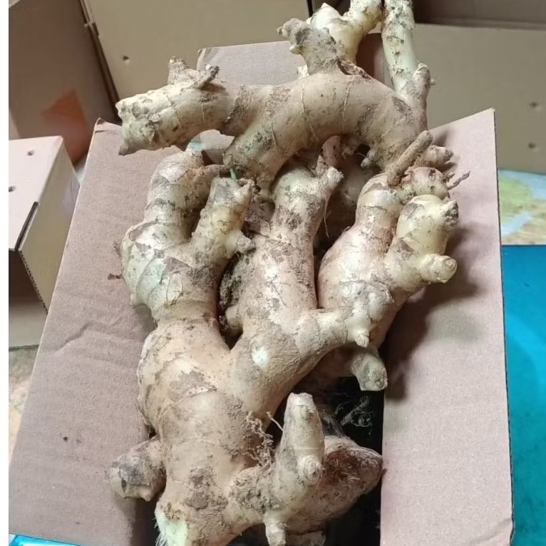 

Jahe gajah fresh 1 kg langsung dari petani