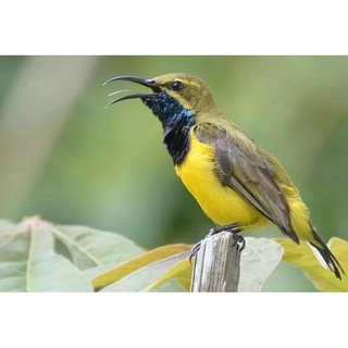 Sogon Ontong Metalik Palmerah