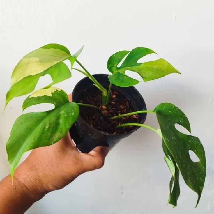 Raphidopora Tetrasperma varigata