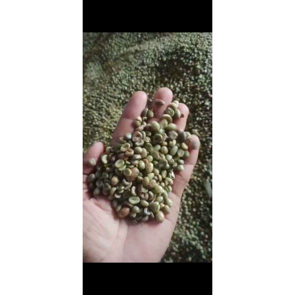 

BIJI KOPI ROBUSTA BERKUALITAS