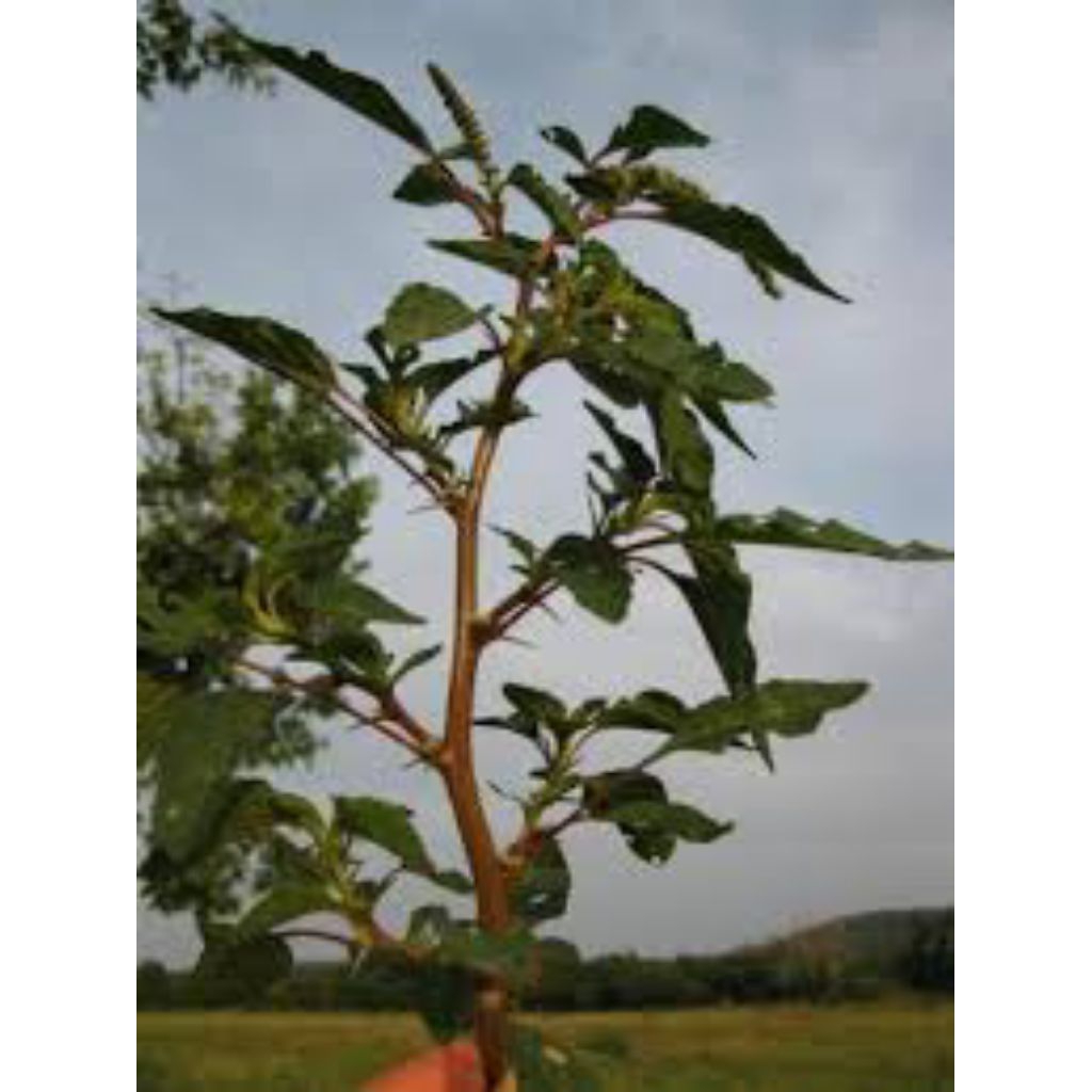 

bayam duri/1kg segar/samsul.herbal