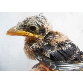 Pentet Cendet Jatim Lolohan Palmerah