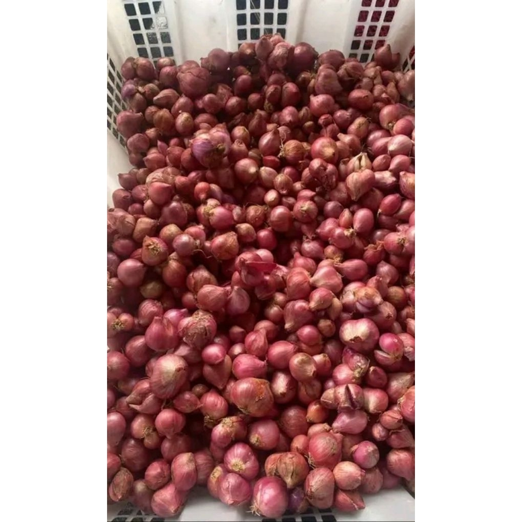 

Bawang merah super termurah nganjuk 1kg
