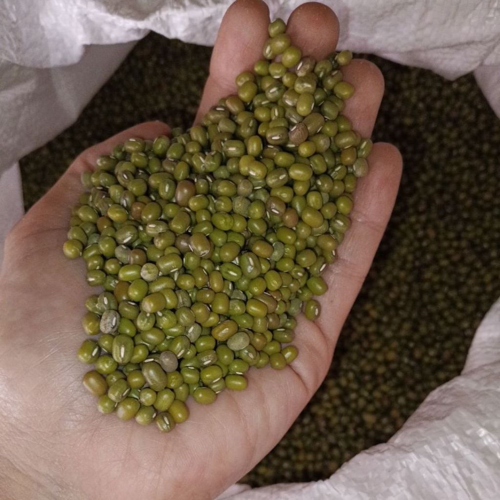 

Kacang Ijo 5 kg / Kacang Hijau Bubur Birma/Myanmar -- 5 kg