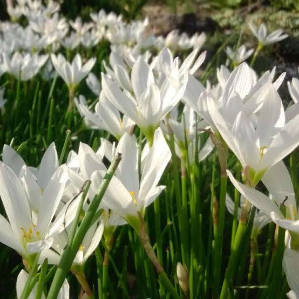 Lily Rain Warna Putih