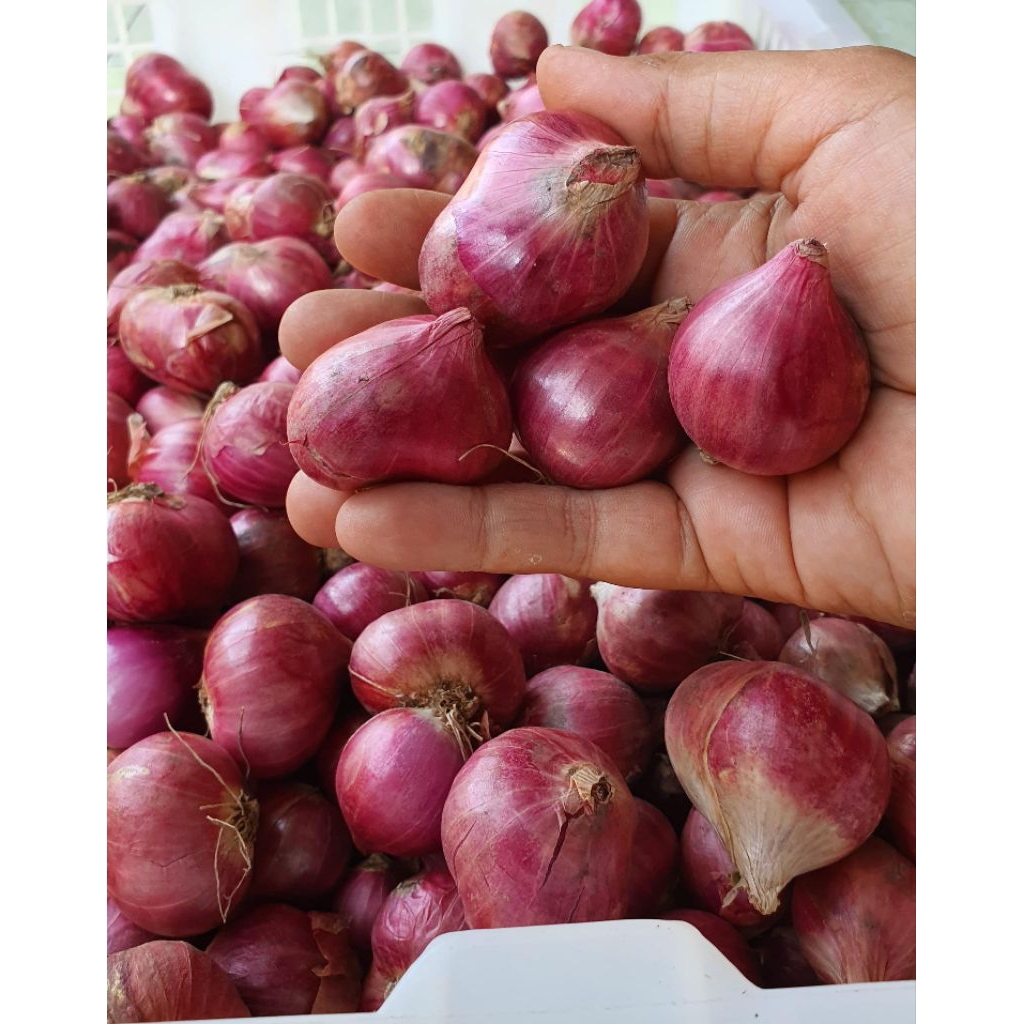 

BAWANG MERAH JUMBO BESAR PROBOLINGGO MURAH MERIAH