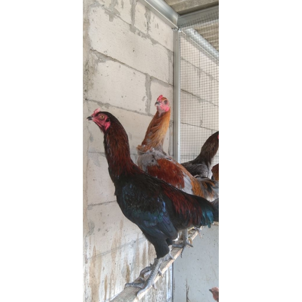 

Daging Ayam Kampung Asli