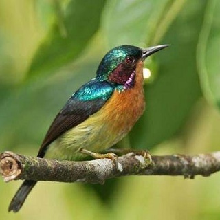 Kowul / Kolibri Wulung Jantan Palmerah