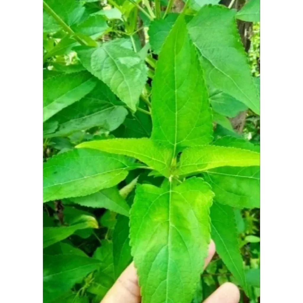 

Daun kirinyuh daun Kaposandsa segar dan press baru di petik obat herbal tradisional per 1 kg