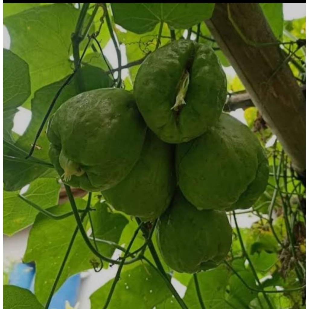 

jual bibit labu Siam paket hemat spesial (4 pcs)