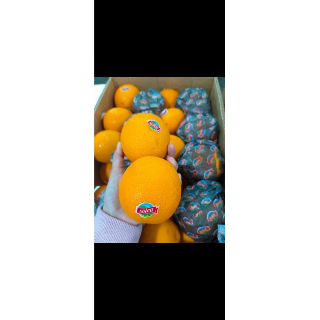 

Jeruk Sunkist Import