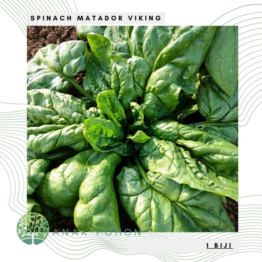 Benih Bibit Biji - Spinach Matador Viking Bayam Italia Spinacia oleracea Seeds - IMPORT