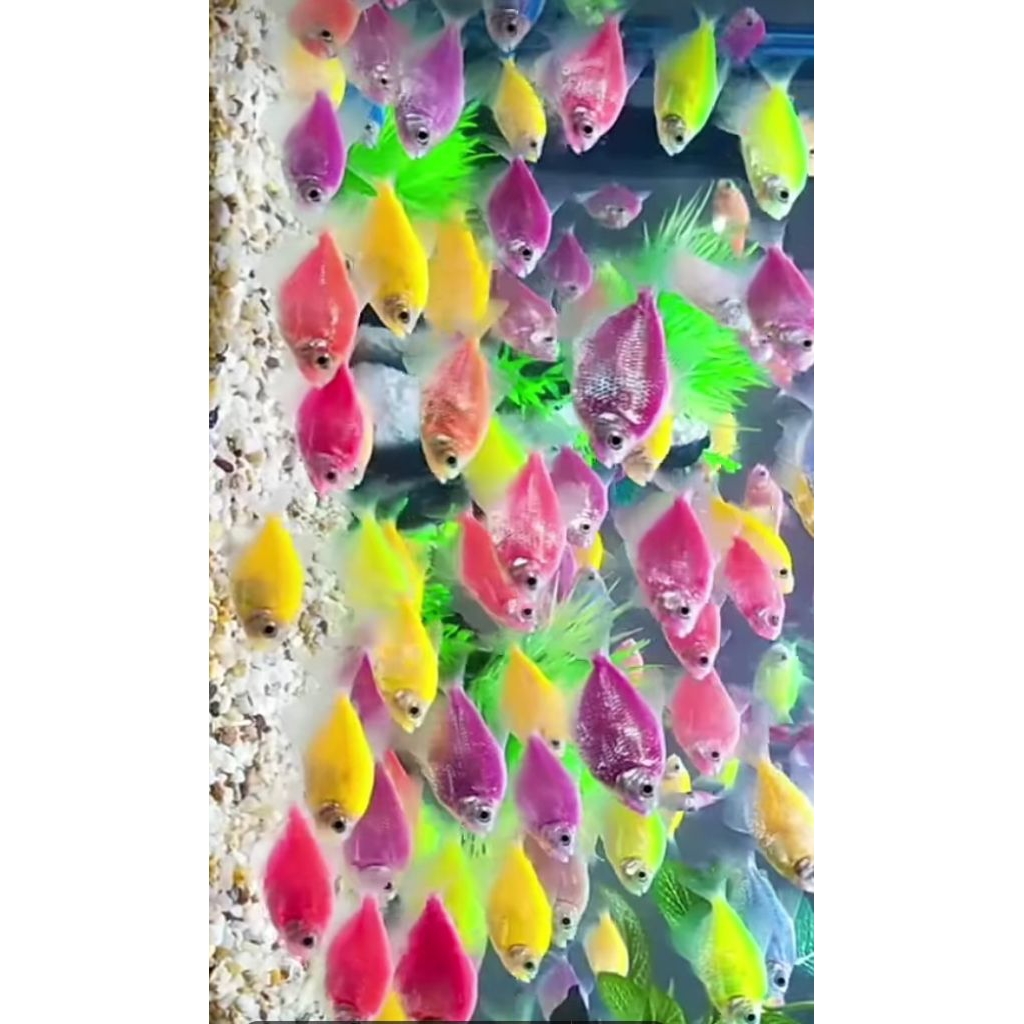 Glofish hiasan aquarium warna hijau,pink,unggu, biru.