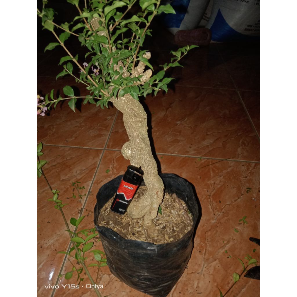 bonggol sakura mikro murah