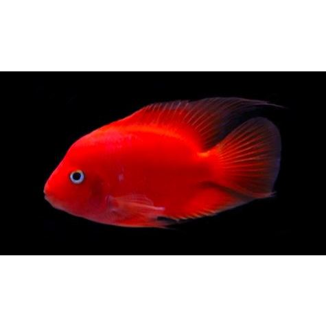 Parrot / Parrot / Ikan Hias Parrot