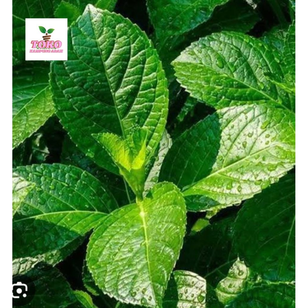 

daun keji beling segar 500grm