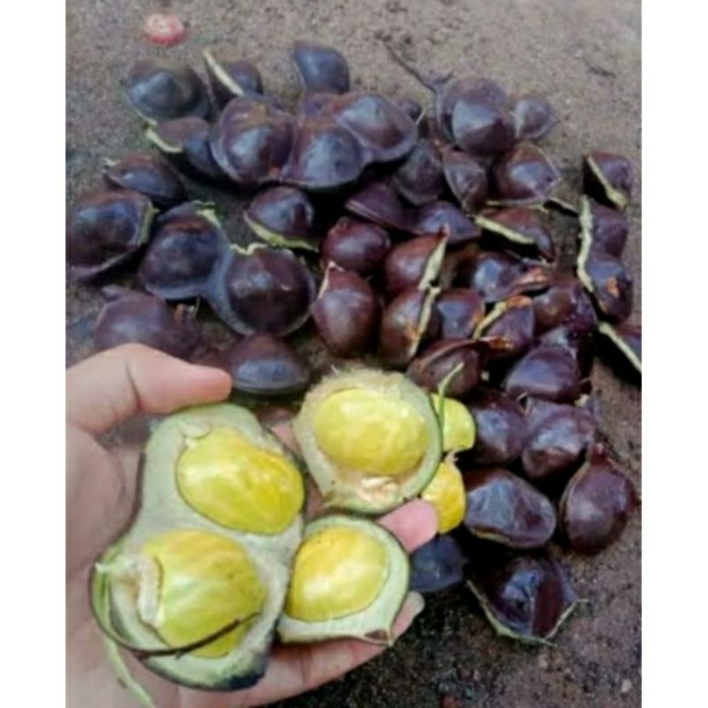 

Buah jengkol muda segar 1kg /di petik ketika ada orderan masuk/ belum di kupas