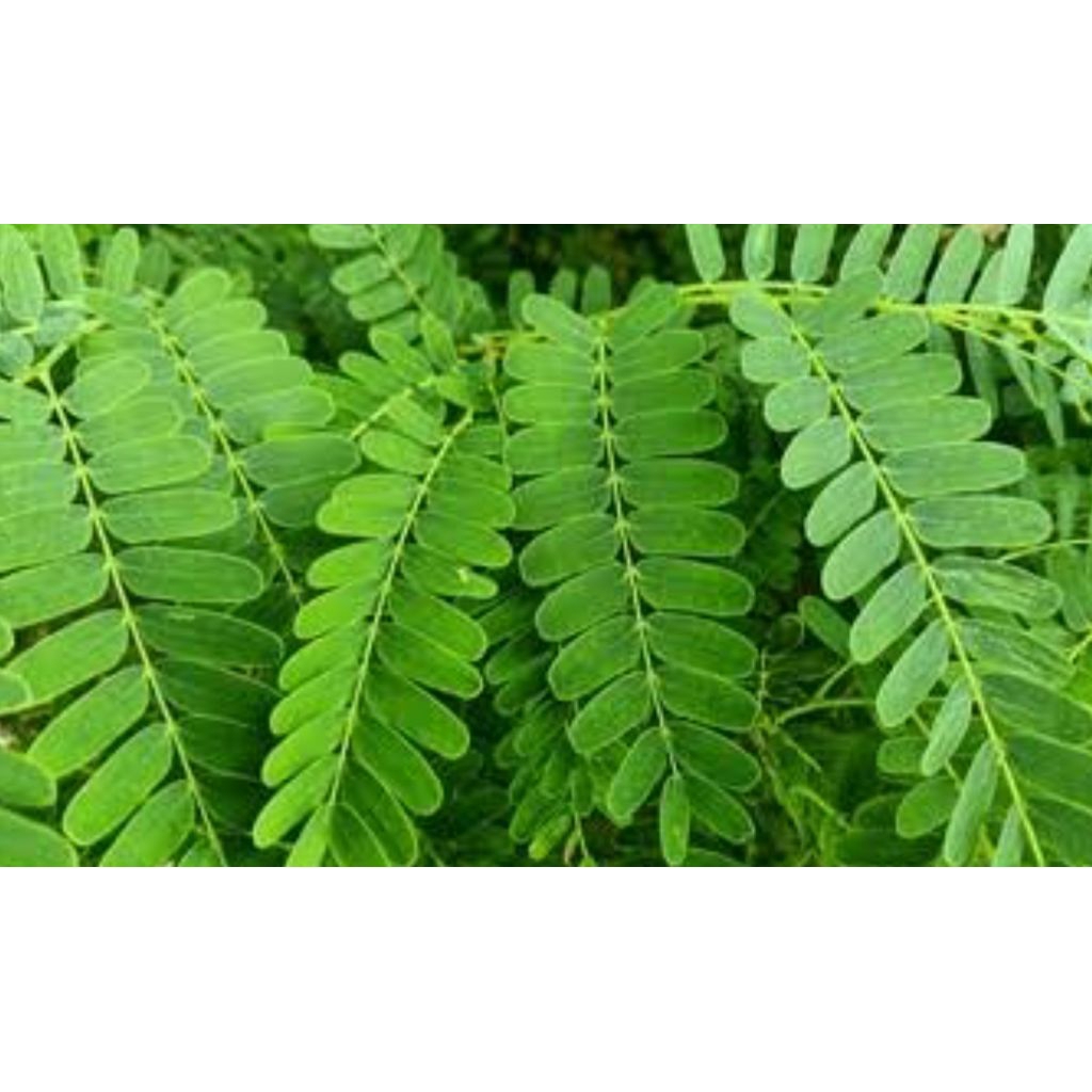 

Daun Asam Jawa Organik