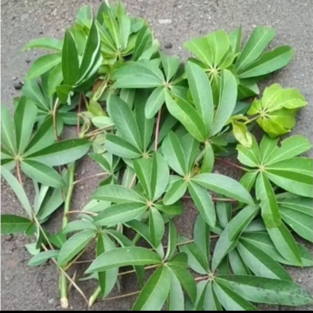 

Daun kapuk segar/Daun randu 500gram