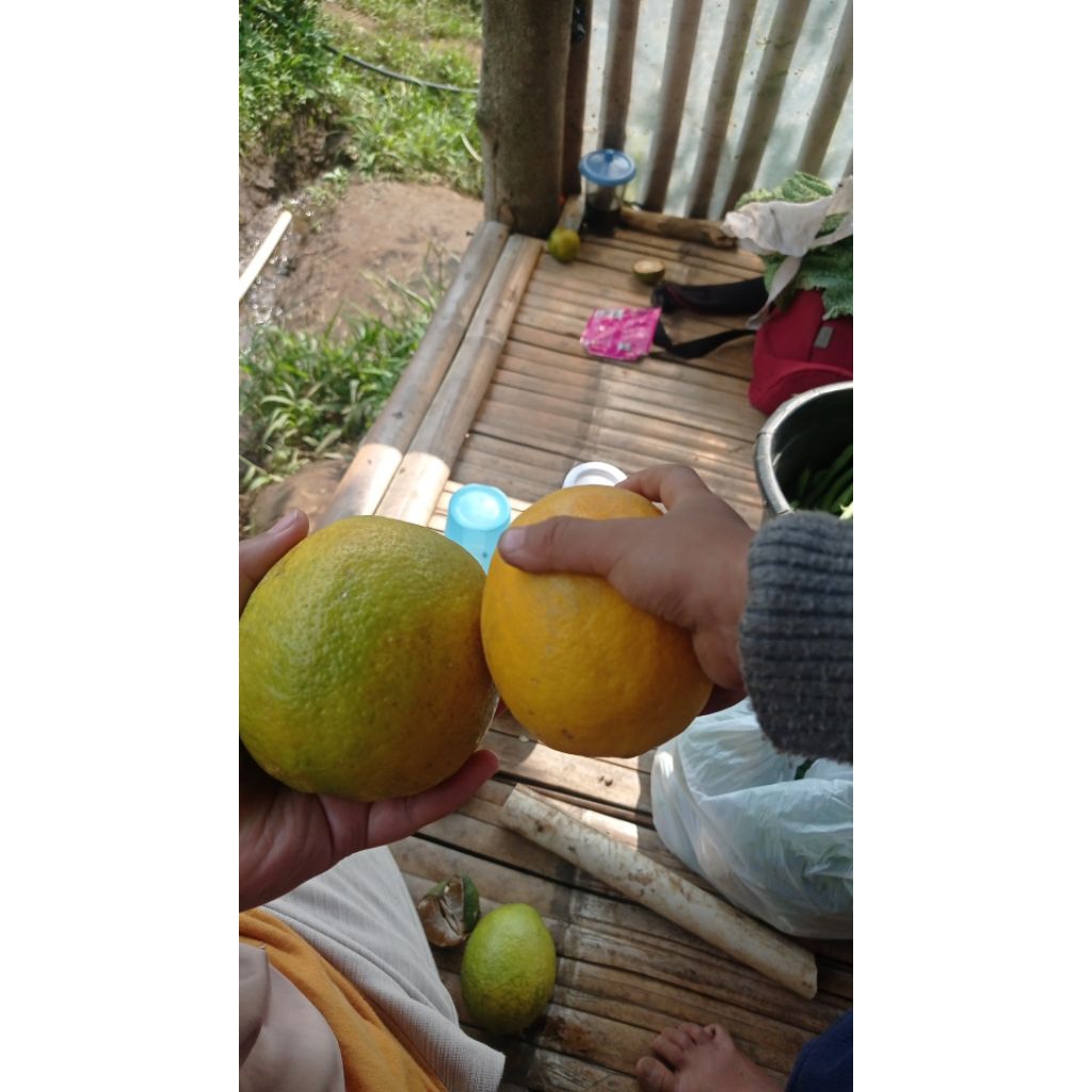 

Lemon Fresh Asli Lembang Kiloan