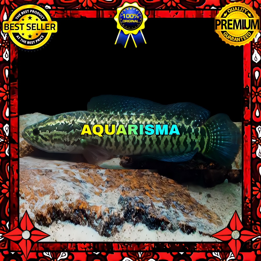 HIASAN AKUARIUM - SNAKEHEAD CHANNA GABUS ARGUS PYTHON MOZAIK XANTIC 13-14 CM