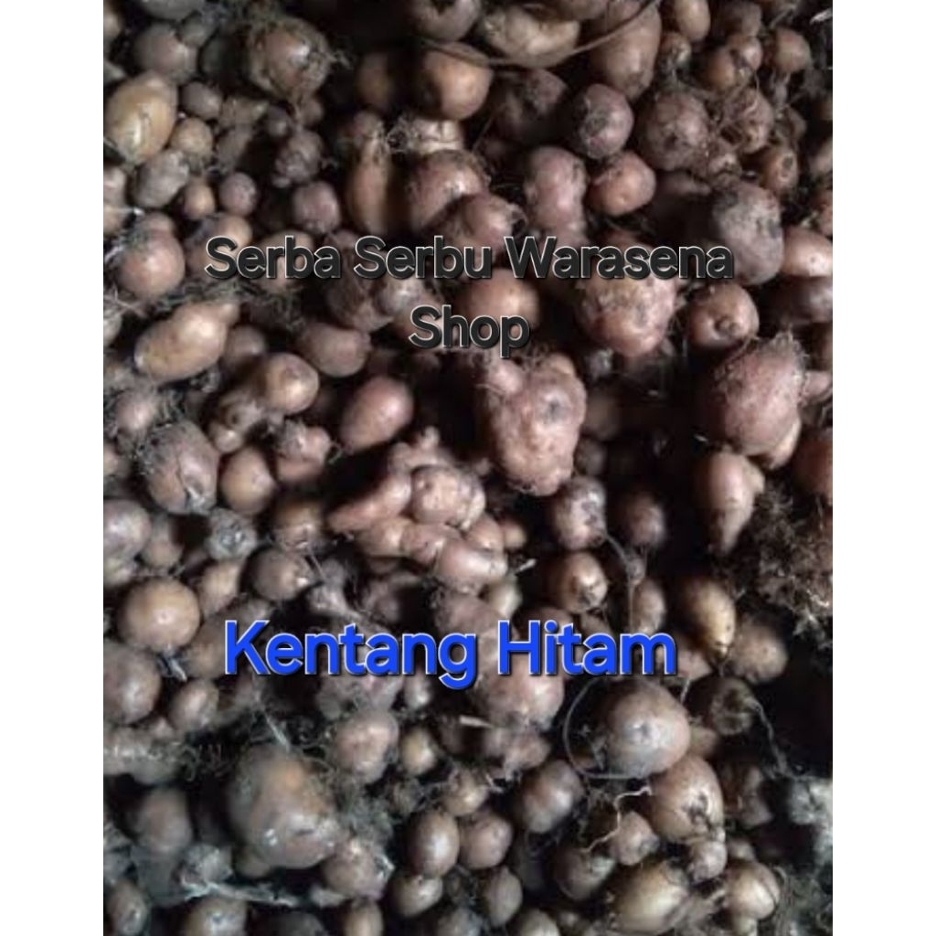 

Jual kentang hitam fres baru panen