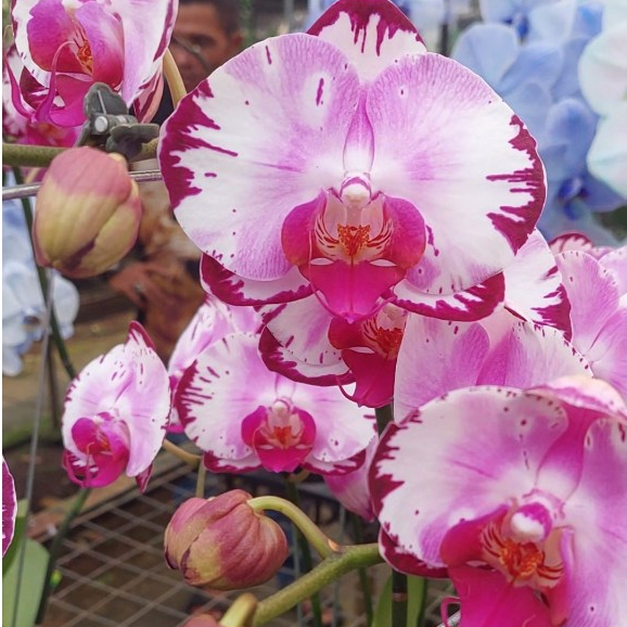 [ BERBUNGA ] Phalaenopsis “Splash Elegance” — Anggrek Bulan Motif Lukisan Eksklusif