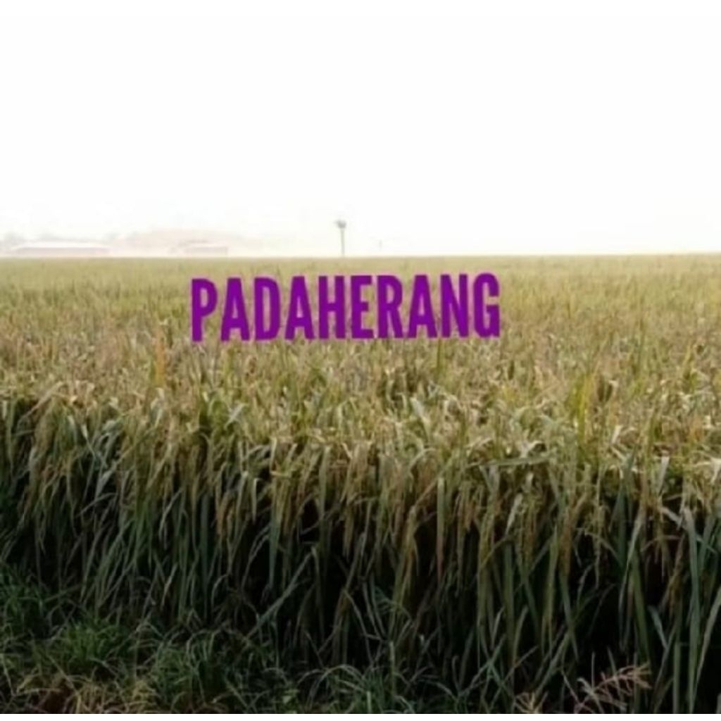 BENIH PADI PADAHERANG PER 20KG