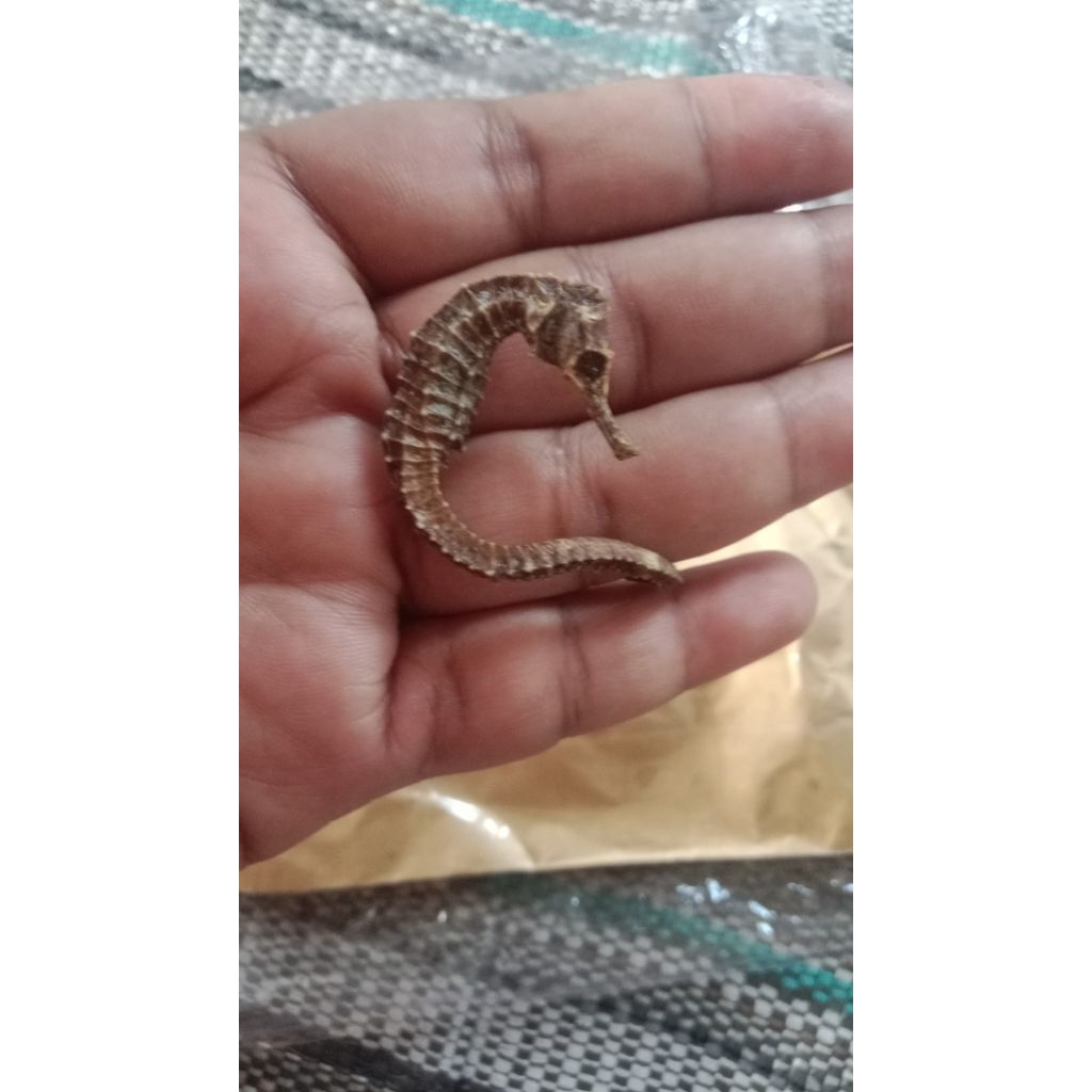 

kuda laut kering uk 3_5cm