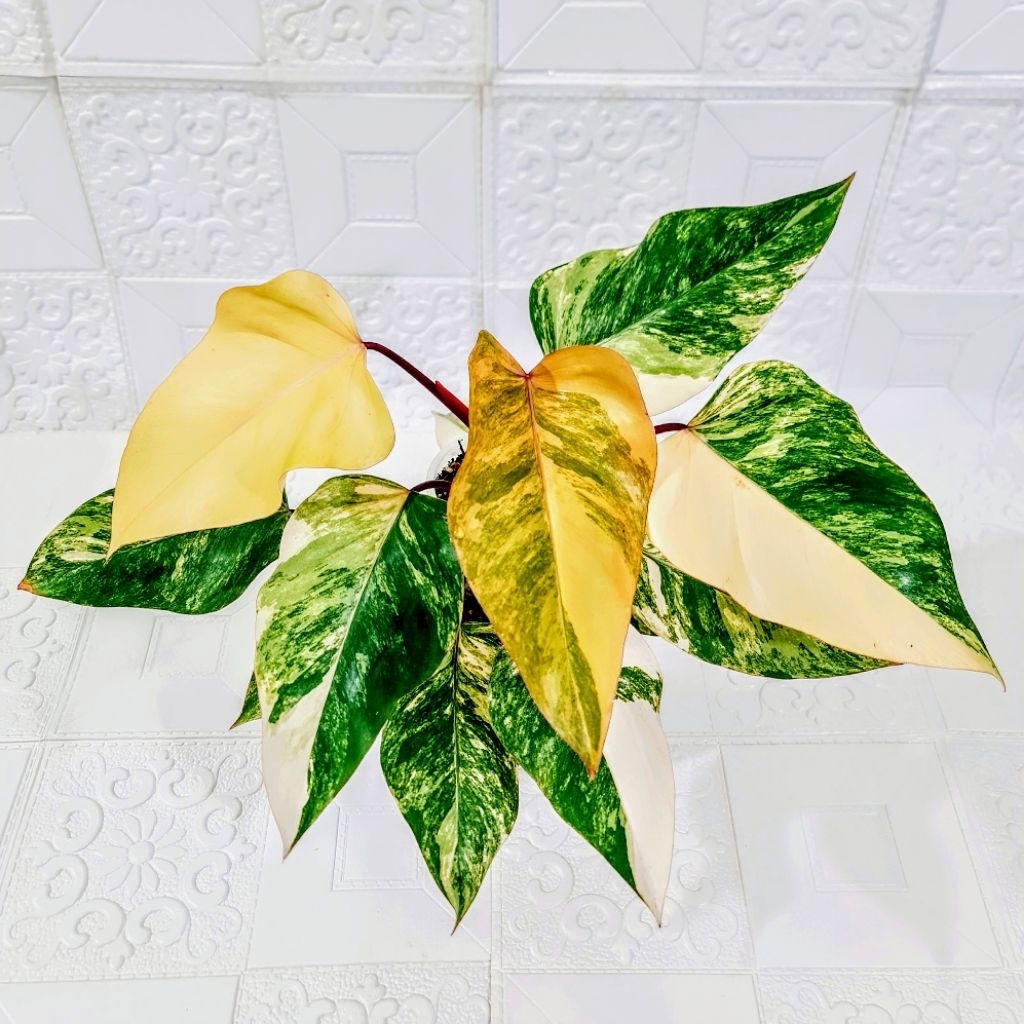 Philodendron Strawberry Shake