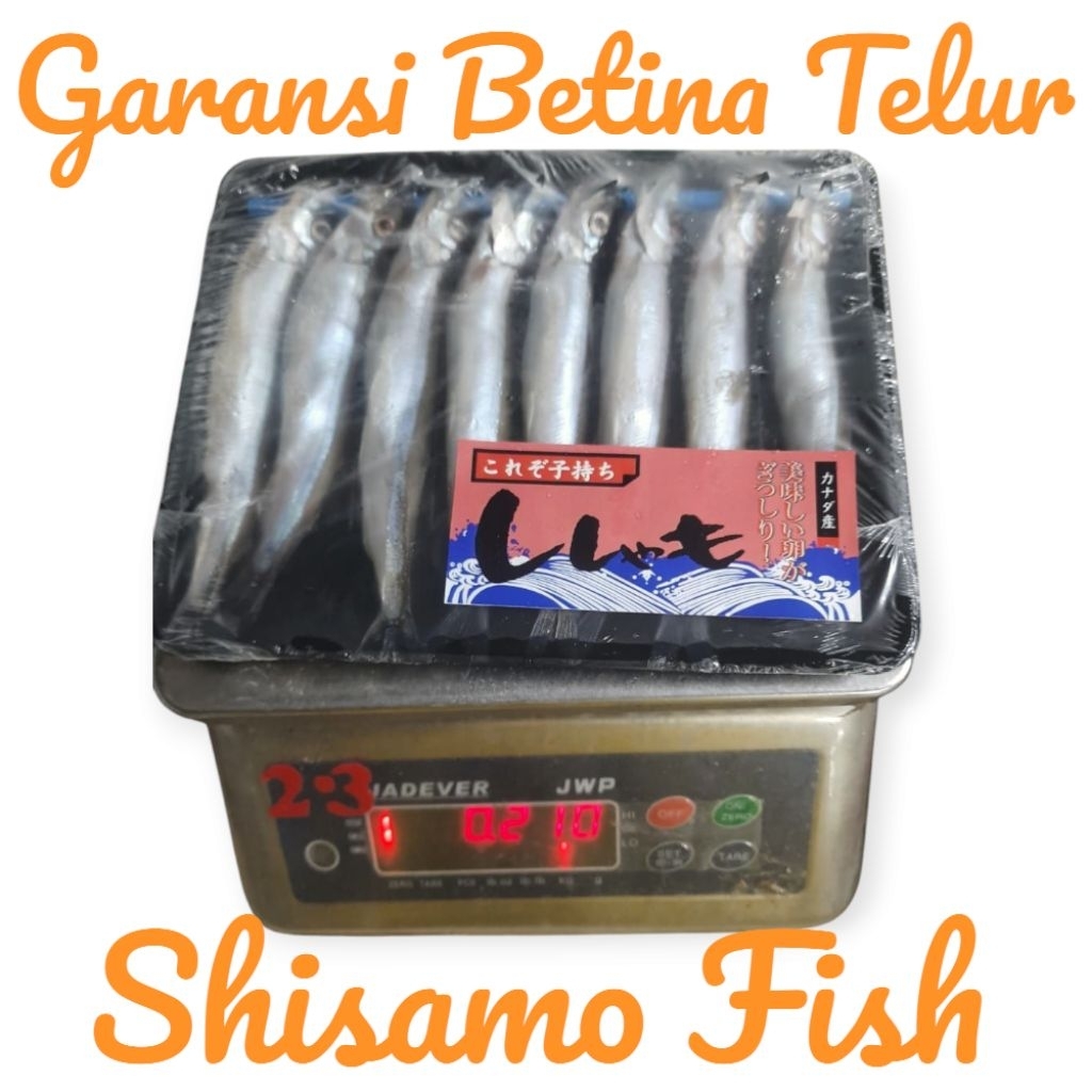 

Ikan Shisamo - Shisamo Fish Garansi Betina